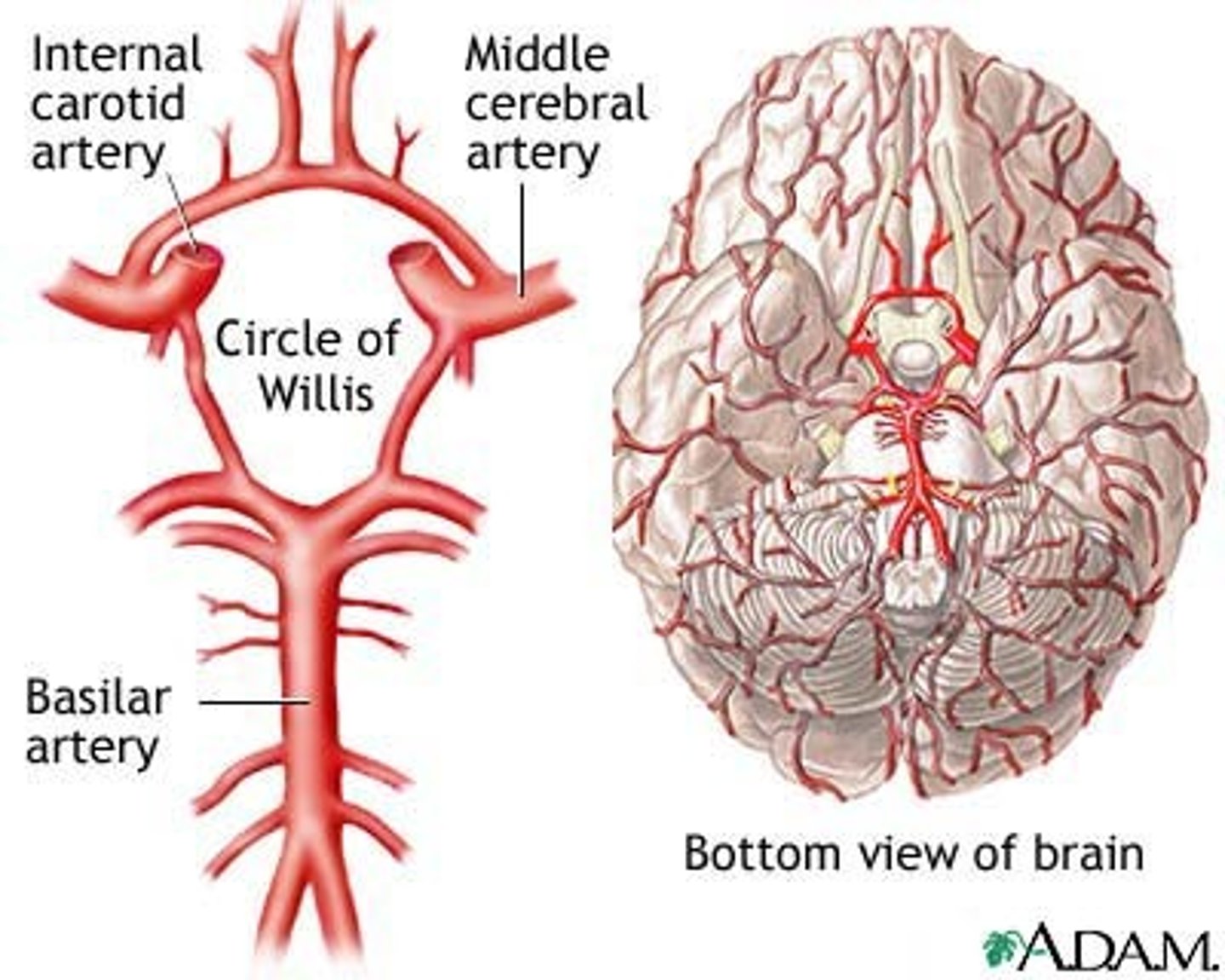 <p>sits neatly into the interpeduncular fossa</p>
