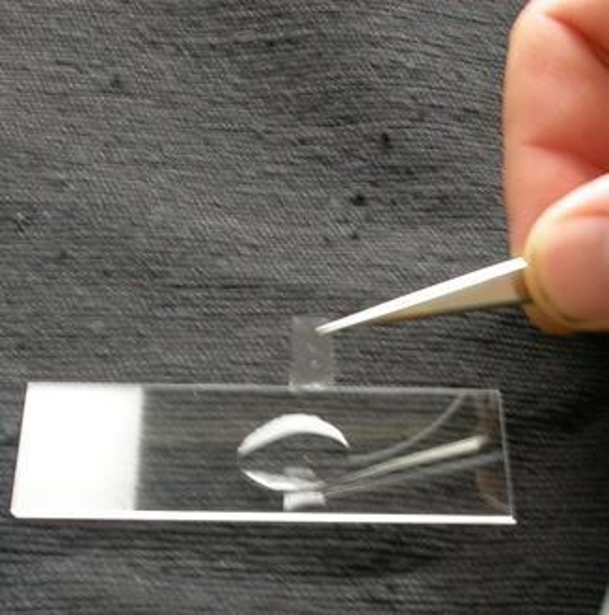 <p>1) Slice into sections, 2) Separate scale leaves, 3) Remove epidermis, 4) Transfer to slide, 5) Add coverslip.</p>