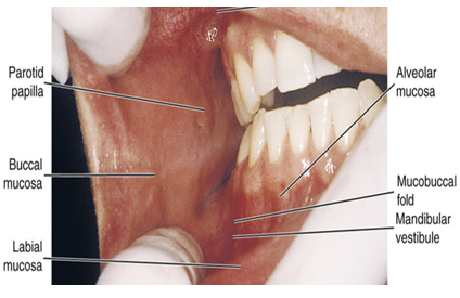 <ul><li><p>buccal mucosa</p></li><li><p>covers the buccal fat bad which is a dense pad of inner tissue</p></li><li><p>can vary in color and pigmentation while still being healthy </p></li></ul><p></p>
