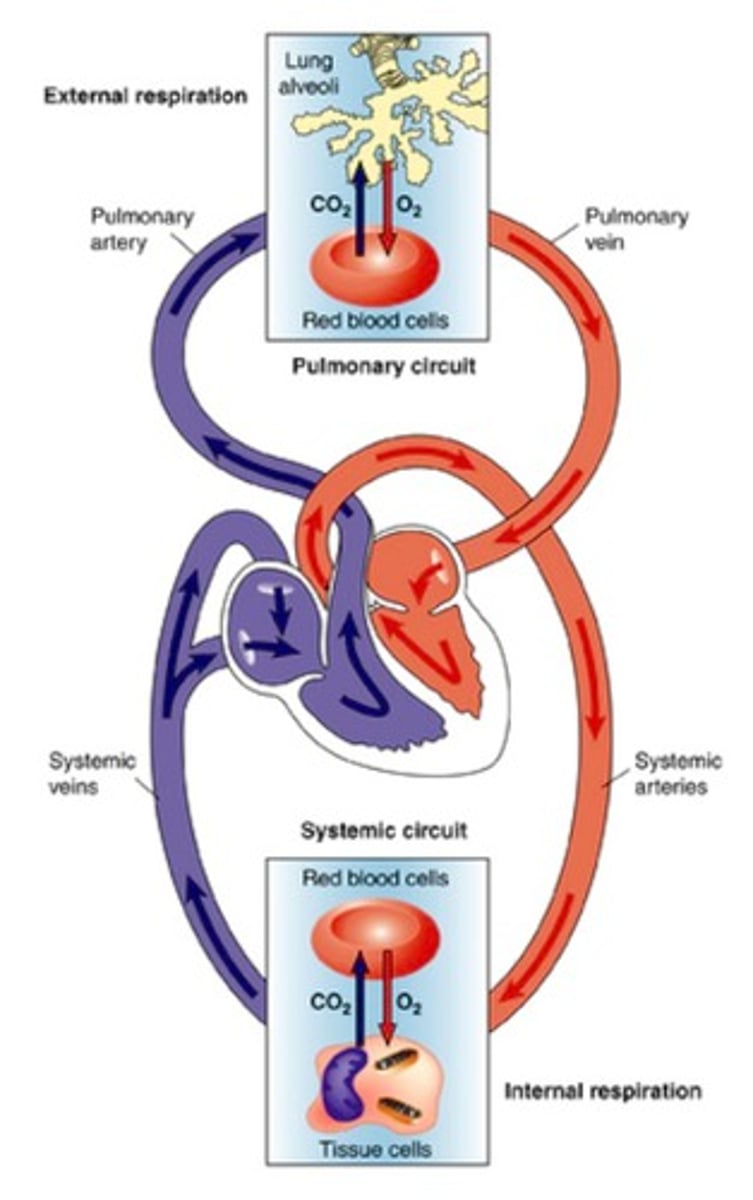 Physiology Lecture Exam 3 Cardiovascular Pt. 1 Flashcards Knowt