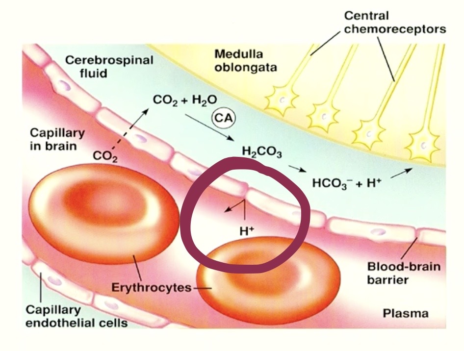 <p><strong>Blood Brain Barrier</strong></p>