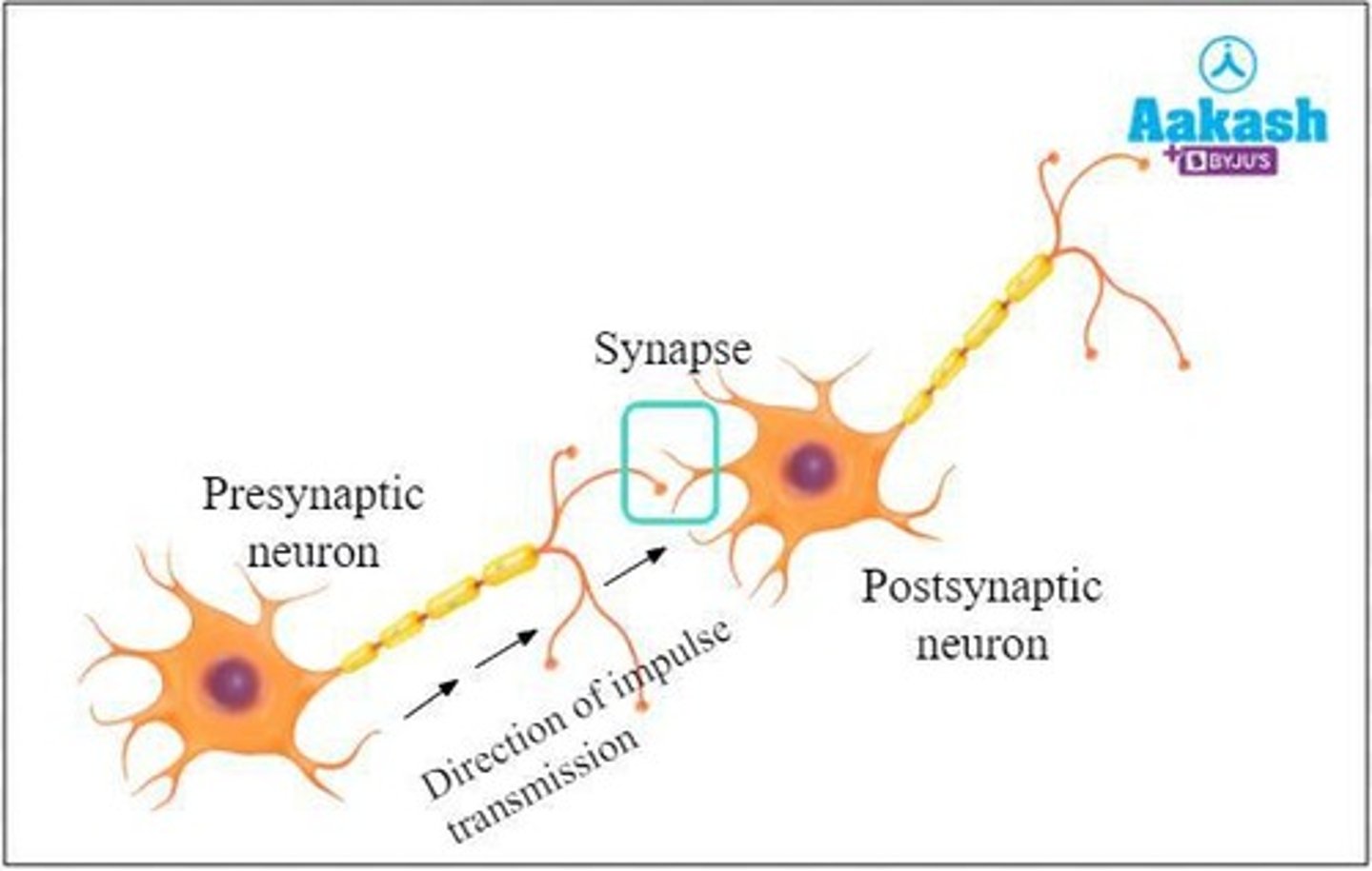 <p>The opening of ion channels that allows ions to move into the neuron, changing the electrical current.</p>