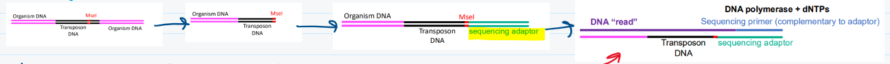 <p>1) Select your transposon type </p><ul><li><p>Ex: bacteria, <em>Drosophila</em>, mice</p></li></ul><p>2) Select your selectable marker</p><ul><li><p>Ex: antibiotic resistance gene, red eye color, and GFP</p></li></ul><p>3) Clone transposon &amp; selectable marker. Don’t forget the transposase!</p><p>4) Screen for transposition in your organism.</p><p>5) Expose transposed organisms to different conditions</p><p>6) Isolate genomic DNA from organisms grown in different conditions</p><p>7) Fragment genomic DNA</p><p>8) Ligate (combine) DNA fragments with a transposon specific adaptor</p><p></p><ul><li><p>Ex: transposon is designed to have restriction enzymes site (ex:Msel) allowing DNA to be digested and ligated to sequencing adaptor</p></li></ul><p>9) Proceed with genome-wide DNA sequencing method</p><p></p>