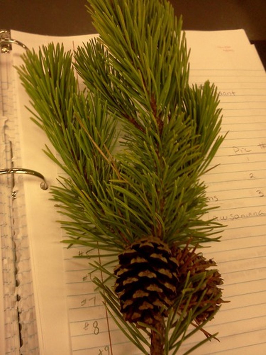 <p>pine</p>