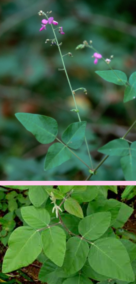 <p>What is the scientific name (genus and specific epithet) of this plant (i.e. stipules at the base of leaf petioles and base of each leaflet)?</p>