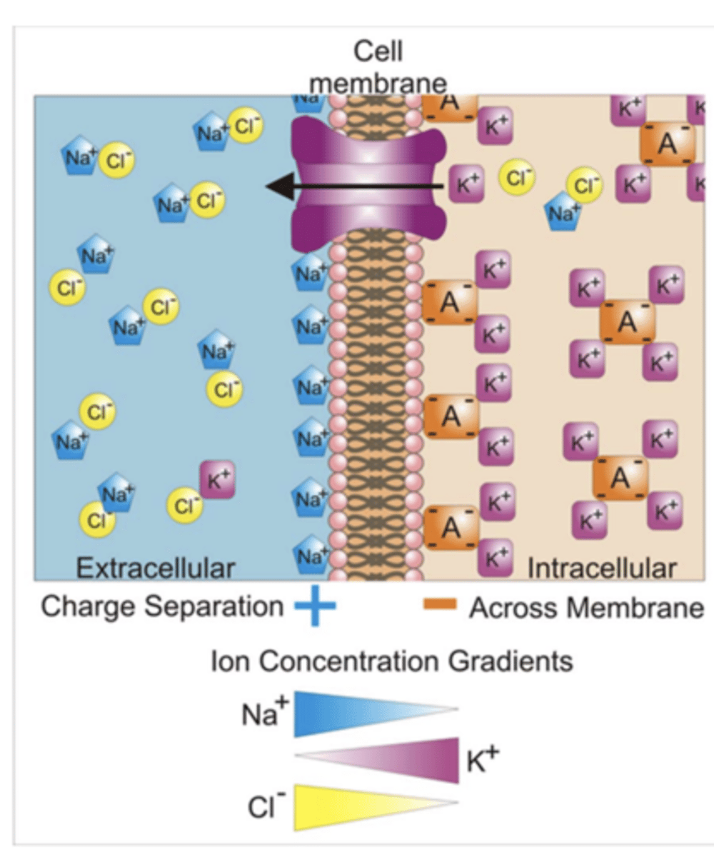 <p>a voltage called the membrane potential</p><p>- typical values of membrane potential are in the range -40 mV to -70 mV</p>
