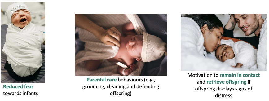 <p>offspring care: lactation considered an adapted trait due to the corresponding psychological and</p><p>behavioural adaptations: wanting to help is an evolutionary mechanisms related to offspring care</p>