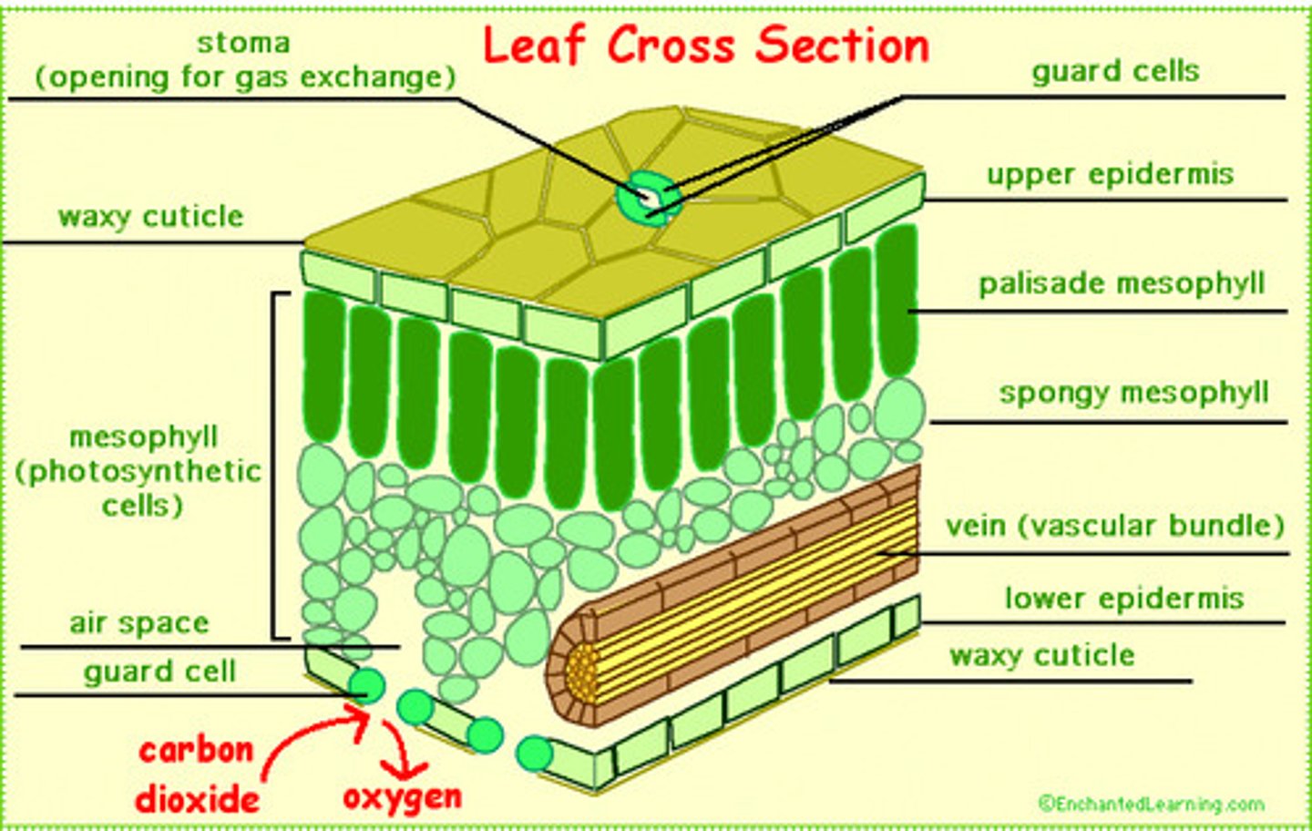 <p>Leaves have pores called stomata that can open and close to regulate gas exchange, they also have a layer of cells called the spongy mesophyll that is very spacious allowing room for diffusion and gas exchange</p>