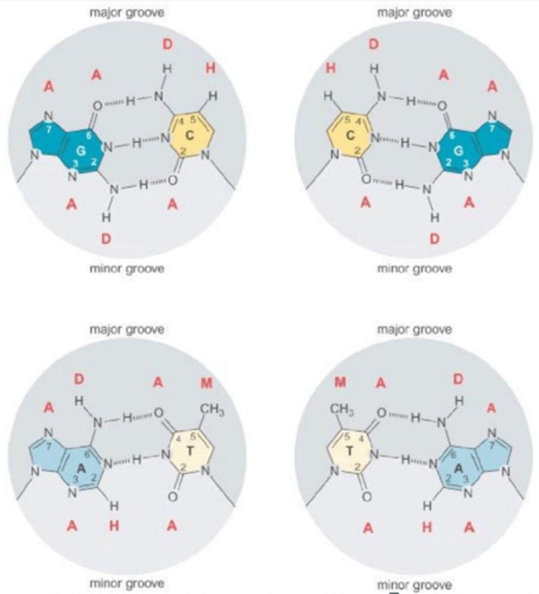 <p>Area where bases are closer together and not easily accessed</p><p>Minor groove kode er ikke præcis nok (kan ikke skelne mellem den kodende og komplementære streng)</p>