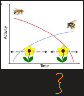 <p>niche complementarity (resource partitioning)</p>