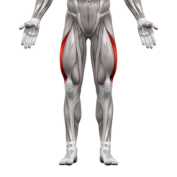 <p>What muscle is this?</p>