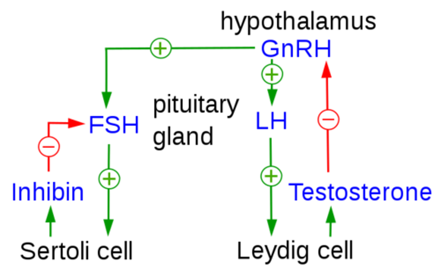 <p>stimulates the Leydig cells of the testes to produce testosterone</p><p>(LH comes from the anterior pituitary)</p>