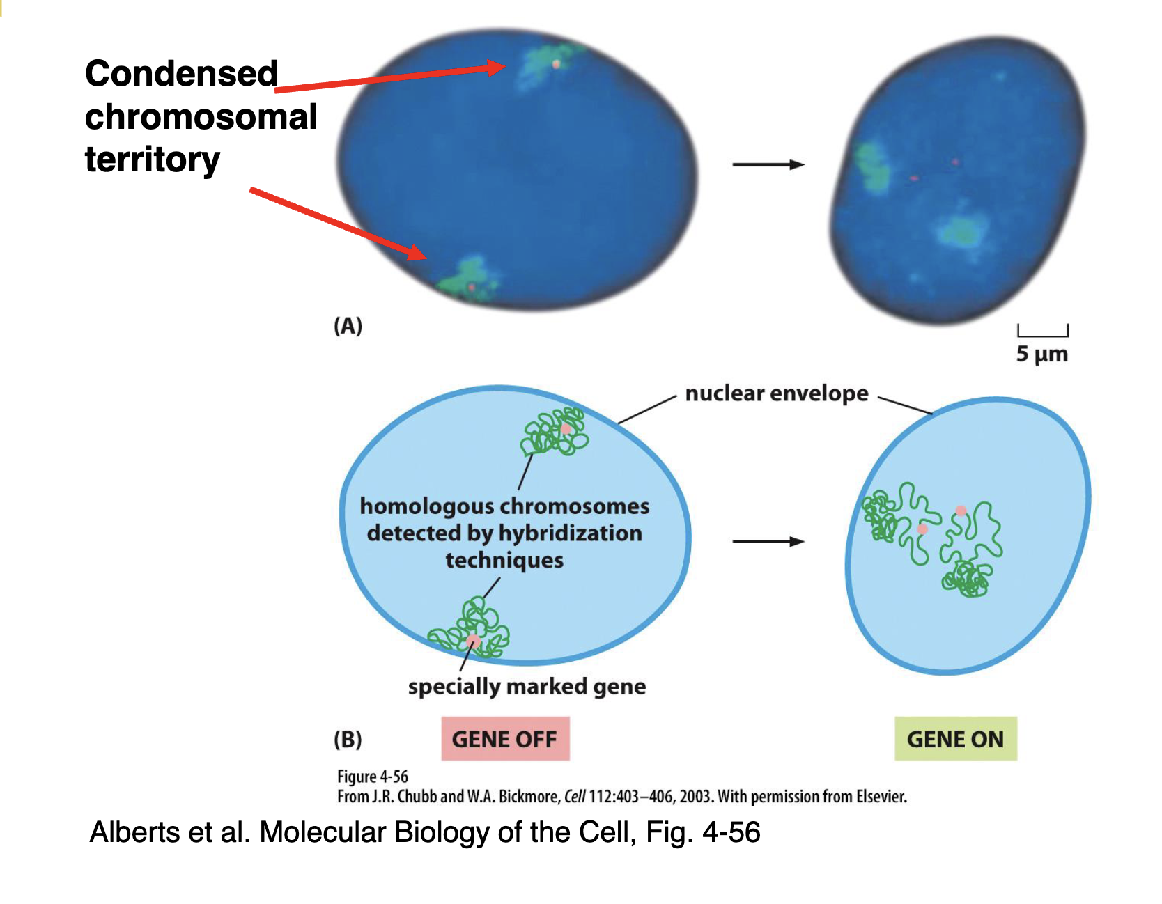 <p>Expressed genes are re-oriented (aka. de-condensed) within chromatin in order to be able to be read by RNA polymerase for transcription. </p><p></p><p>For example:</p><ol><li><p>In the image, you can see homologous chromosomes (the chromatin is likely detected via chromosome painting hybridisation — shown in green and the gene is likely found by FISH — shown in peach) on opposite sides of the nucleus. </p></li><li><p>Also, the chromatin is very condensed and so the RNA polymerase cannot access the gene that’s ‘buried’ in it. Hence, the gene is ‘off’</p></li><li><p>In order to turn the gene ‘on,’ we can loosen the loops around the gene a bit so that it is more accessible for RNA polymerase, allowing the gene to be transcribed and expressed </p></li></ol><p></p>