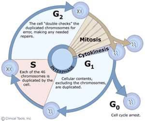 <p>A nondividing state occupied by cells that have left the cell cycle, sometimes reversibly.</p>