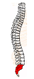 made up of sacrum and coccyx