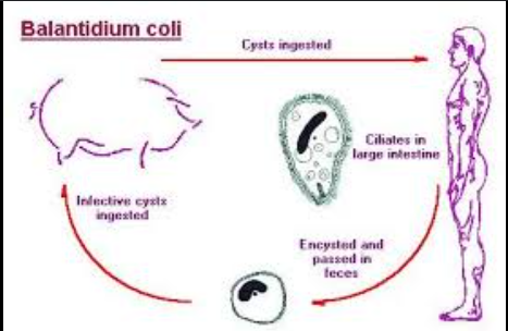 <p>Fecal–oral from contaminated water or pigs.</p>