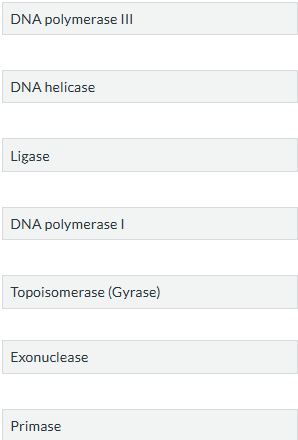 <p><span>Match the enzyme involved in DNA replication with its function.</span></p>