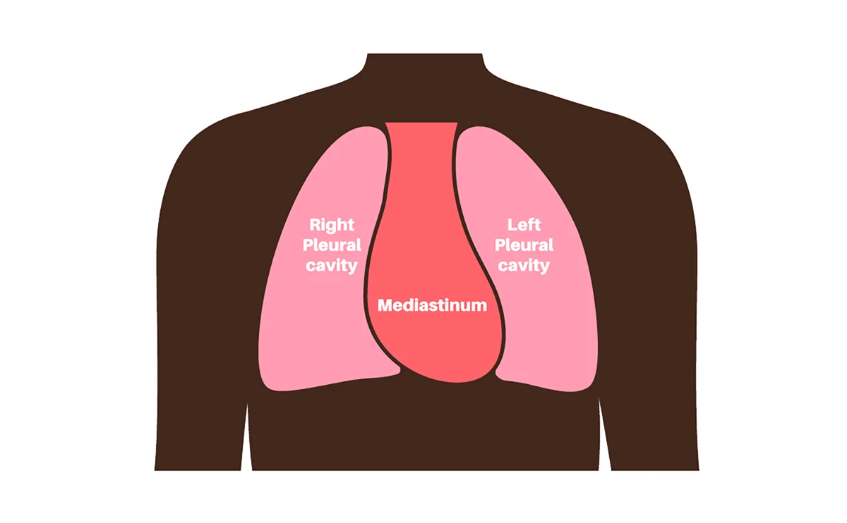 <p>The central portion of the thoracic cavity in between the lungs. </p><p>It contains all chest organs except the lungs (heart, aorta, thymus gland, chest portion of trachea, esophagus)</p>