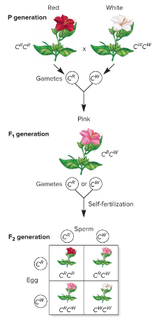 <p>Fill in the blank…</p><p>An example of incomplete dominance is the flower color in the four o’clock pea plant</p><p>This plant has two alleles: C<sup>R</sup> for the wild-type allele for ( ) color and C<sup>W</sup> for the allele for ( ). During a cross of homozygous white and red flowers, the F<sub>1</sub> generation produced all ( ) flowers because having only 50% of the C<sup>R</sup> protein was not enough to produce the red color. In the F<sub>2</sub> generation, there was a ( ) ratio of red : pink : white.</p>
