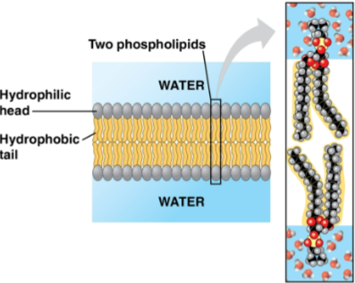 <p>Membrane</p>