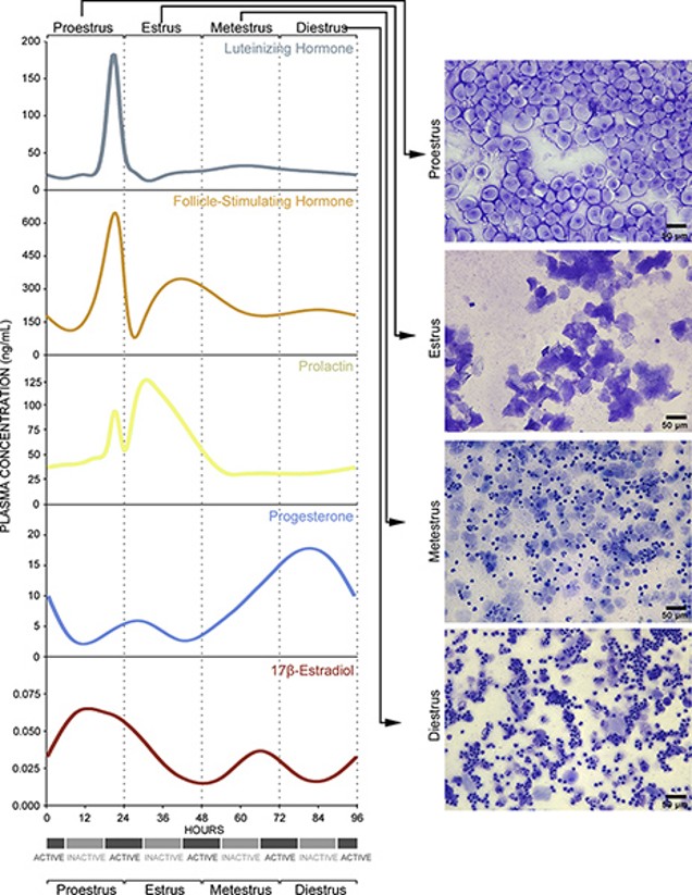 <p>Estrous Cycle</p>