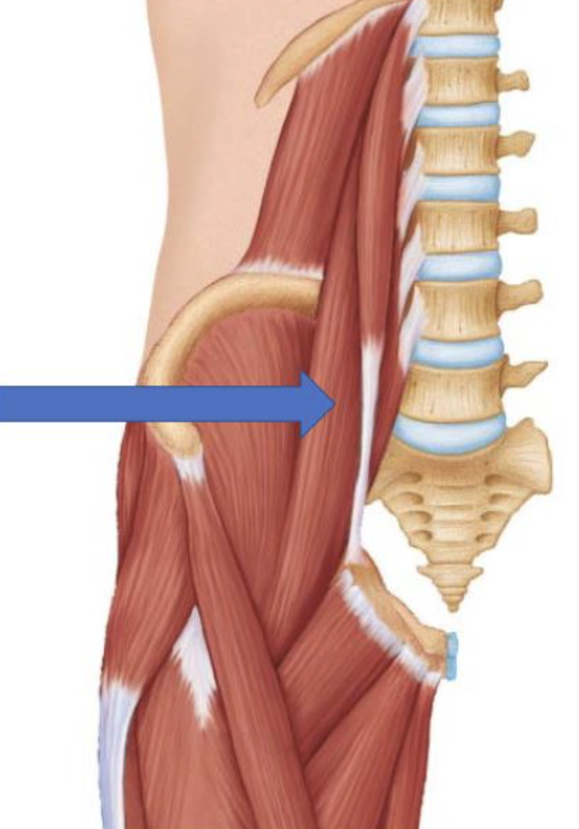 <p>muscle name & action</p>