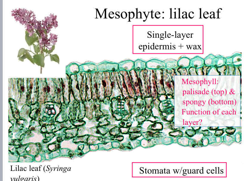 <p>Mesophyte leaves </p>