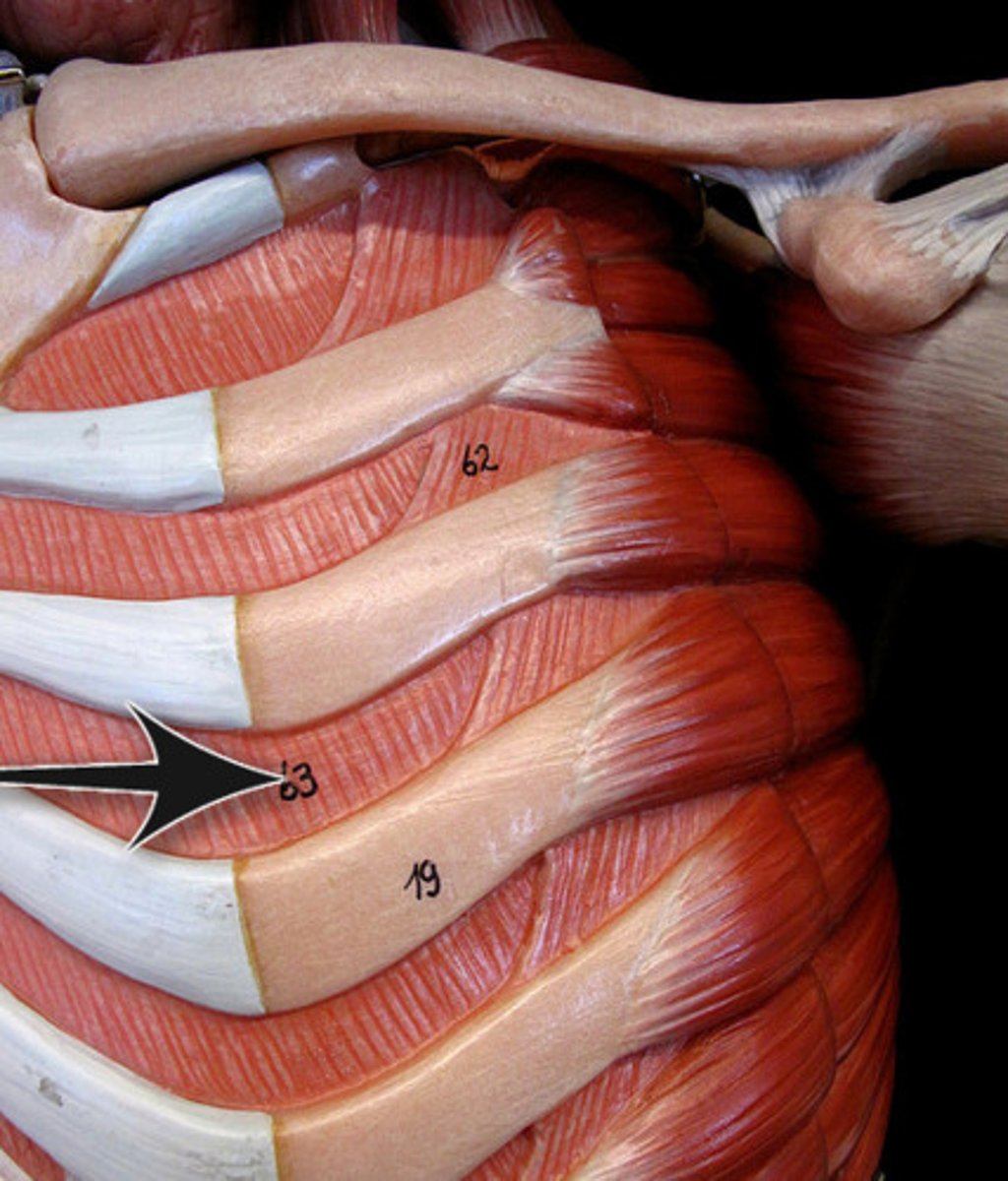 <p>muscles between the ribs</p>