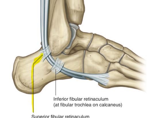 <p>The fibrous band that runs vertically from the calcaneus to the lateral malleolus and encloses the tendons of the peroneus longus and brevis is the:</p>