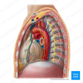 Innerverar diafragma