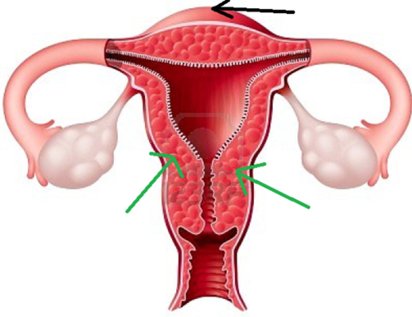 <p>middle muscular layer</p><p>a. Constitutes most of the uterine wall</p><p>b. Composed mainly of smooth muscle</p><p>-Sweep downward from fundus; spiral around body</p><p>-Less muscular and more fibrous near cervix</p><p>-Produces labor contractions, expels fetus</p>