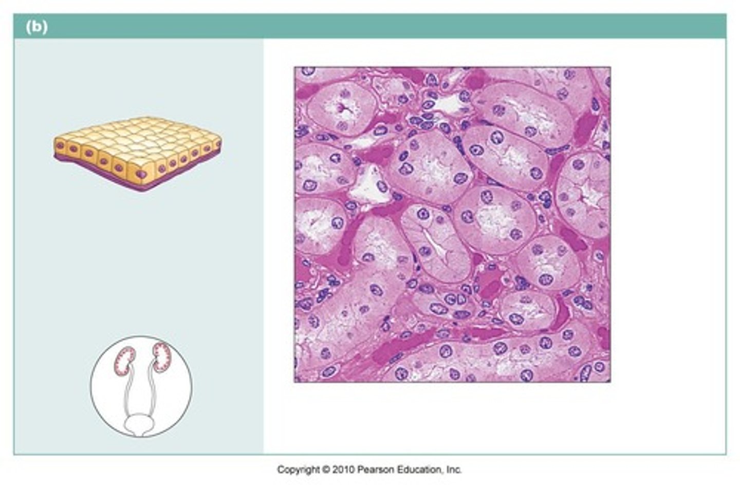 <p>describe the function of this tissue type</p>