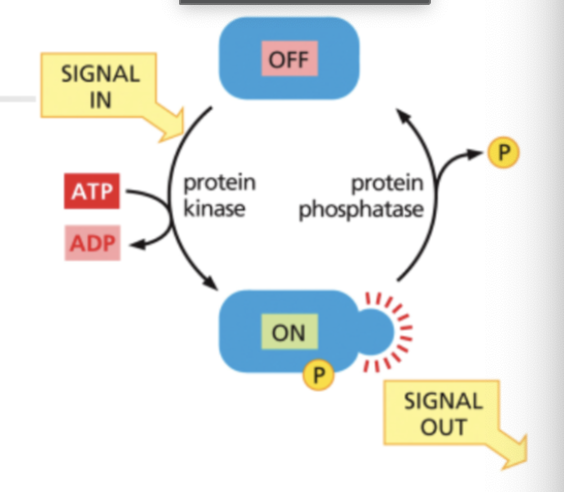 <p>Kinases ____ phosphate groups while phosphates _____ them</p>
