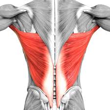 <p>What are the origin and insertion points of the latissimus dorsi? What is their action?</p>