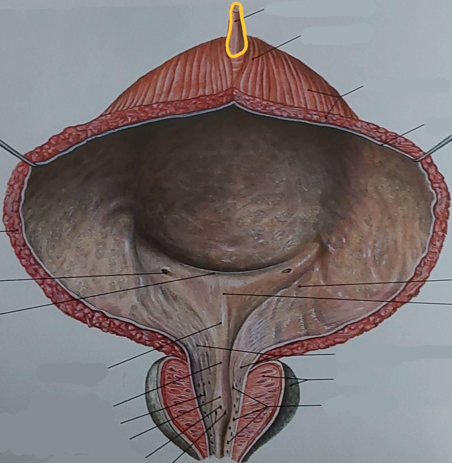term image