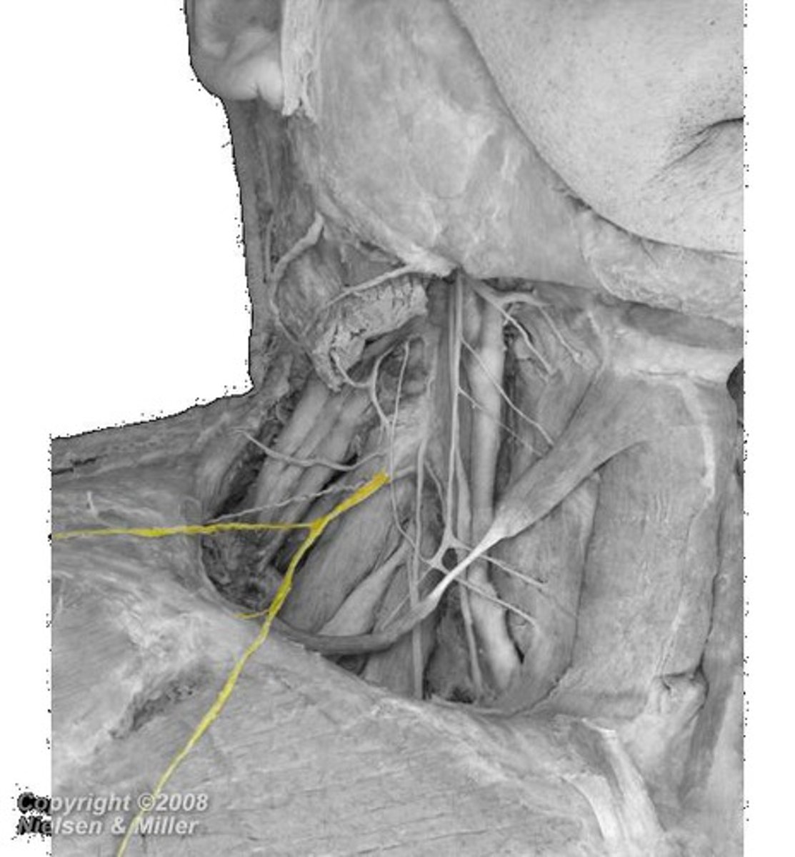 <p><em>identify the structure</em></p>
