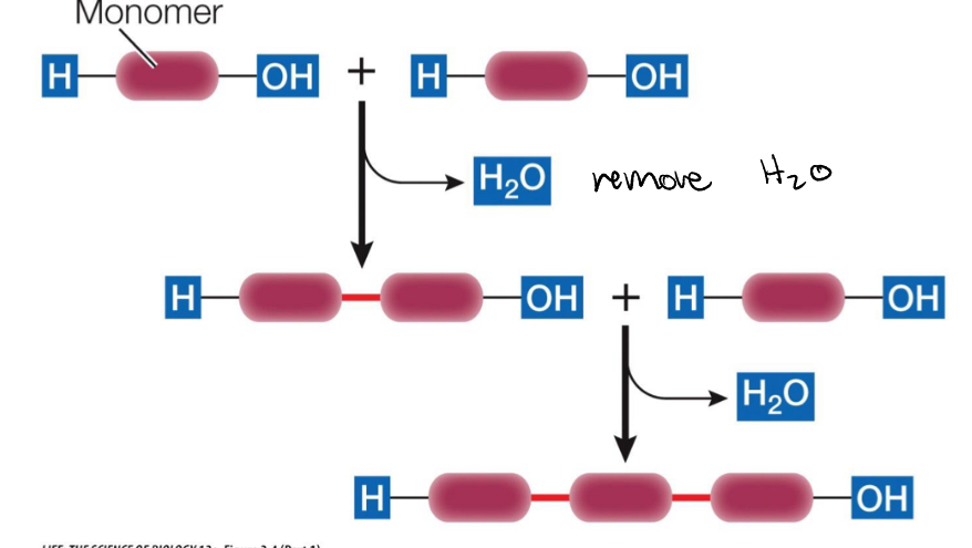 <p>Monosaccharides linked by a condensation reaction</p>
