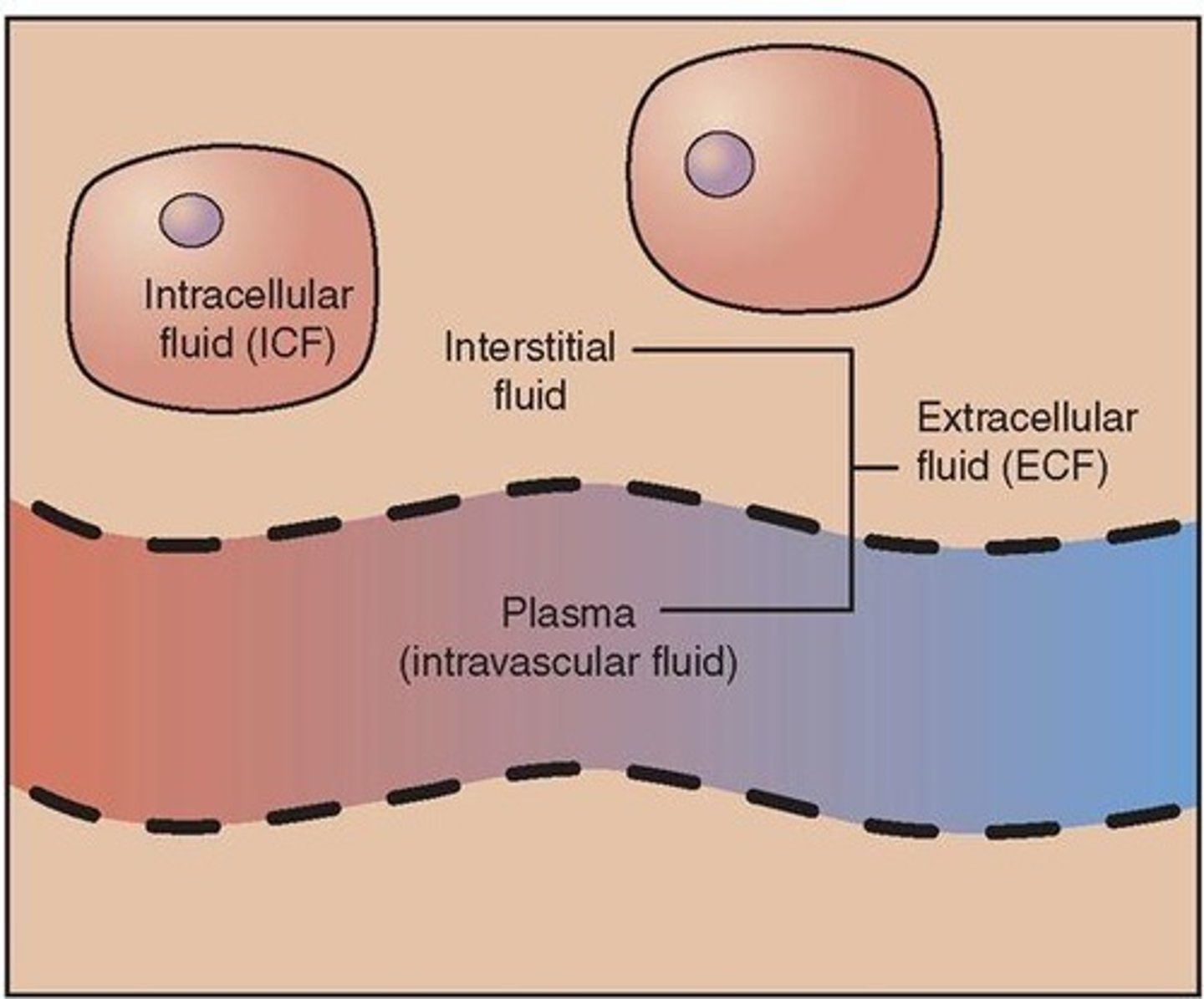 <p>Intracellular Fluid - Fluid INSIDE of the cell; Potassium (K+) is the primary electrolyte inside of the cell</p>