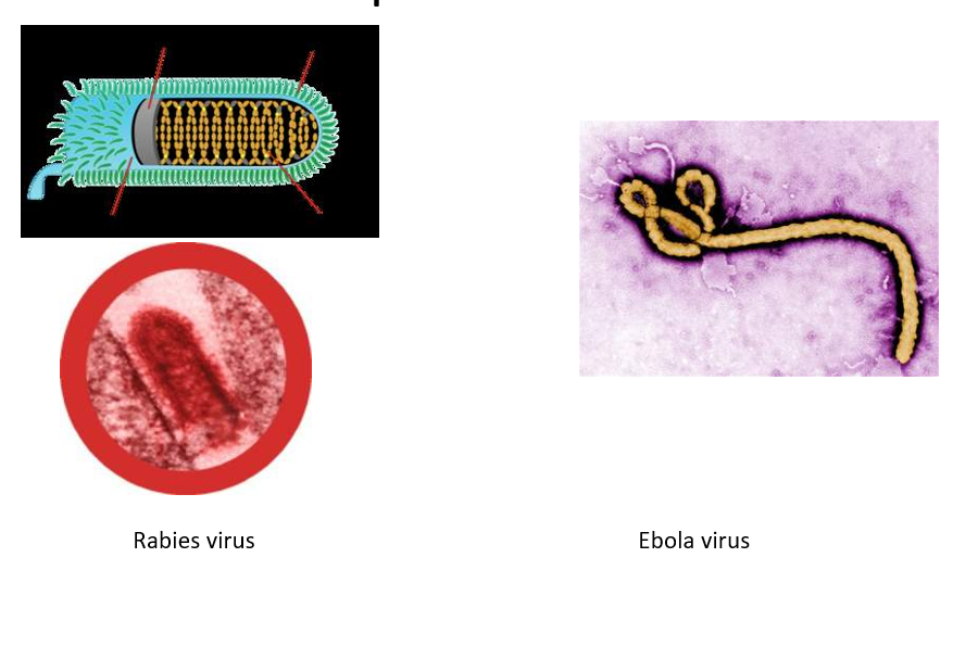 <p>Capsid structure can be distinct and sometimes help identify a virus</p><p>Helical </p><p>Cylindrical capsid</p><p>Nucleic acid wound up inside</p><p></p>
