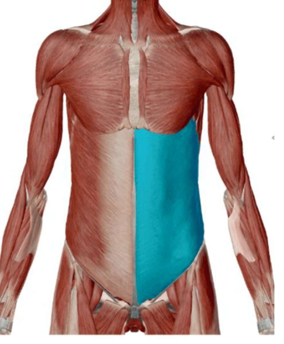 <p>Together: Compress abdomen and flex vertebral column</p><p>Singly: Laterally flex and rotate vertebral column to the opposite side</p>