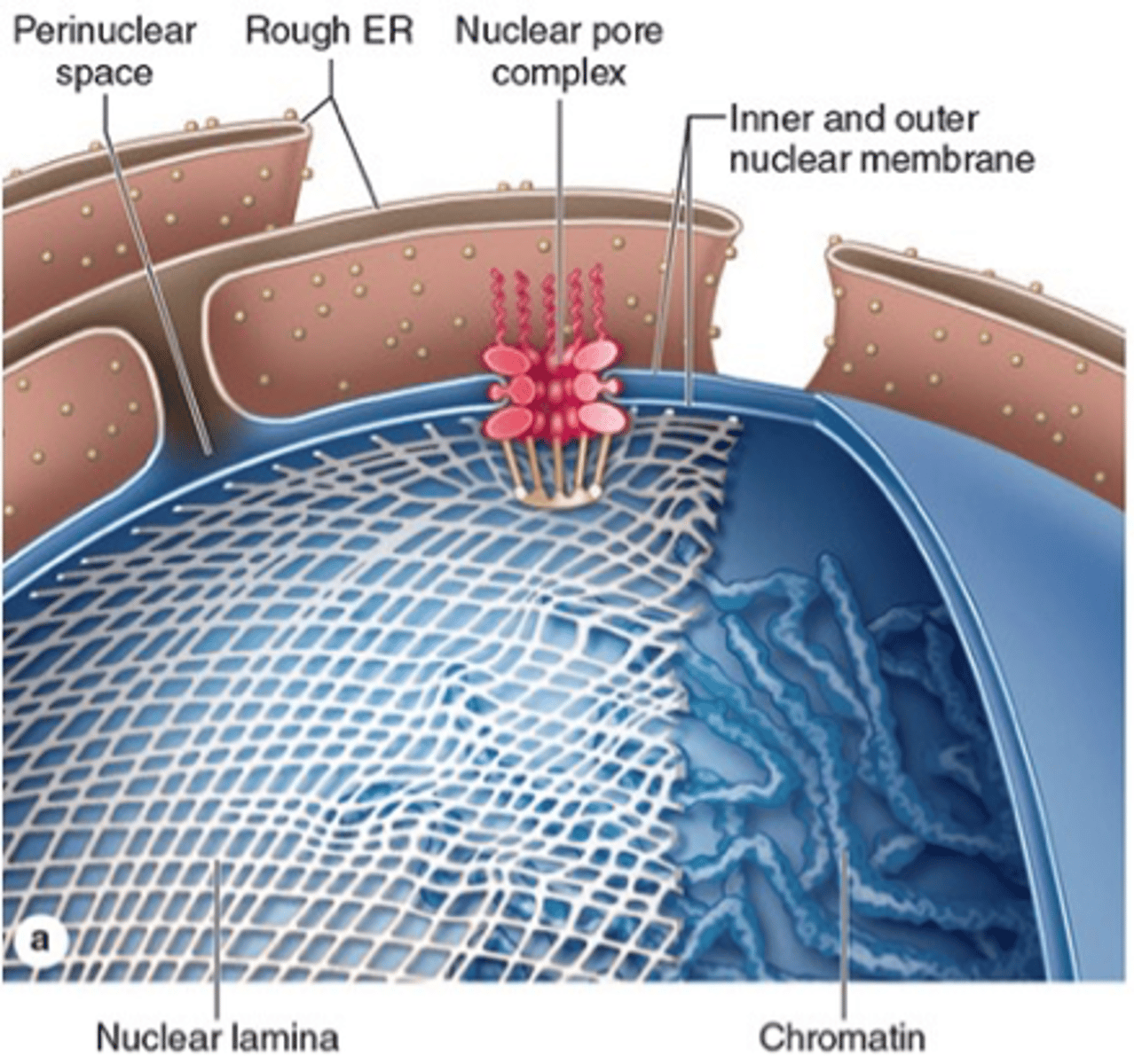 <p>1. Inner membrane (associated with nuclear lamina)</p><p>2. Outer membrane (binds ribosomes)</p><p>3. Perinuclear space or cisterna (in between)</p>