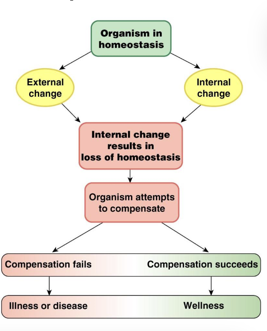 <ul><li><p>the composition of the body compartments are relatively stable and within the range required by cells for life</p></li><li><p>O2, CO2, osmolarity, BP, NaCl, temperature, glucose</p></li></ul><p></p>