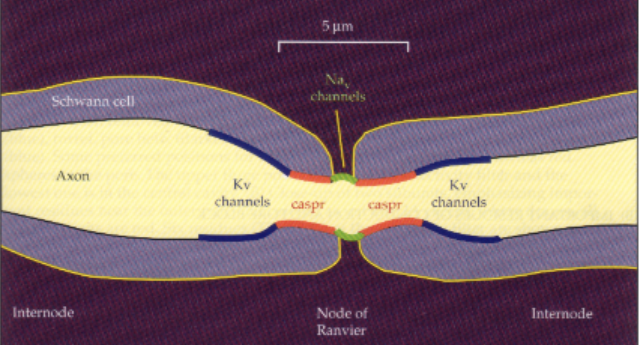 <p>Intermittent regeneration of signal (active conduction)</p><p>caspr:&nbsp;prevents sodium channels from migrating away</p><p>After NaV depolarizes, the Kv channels repolarize (under myelin to not interfere)</p>