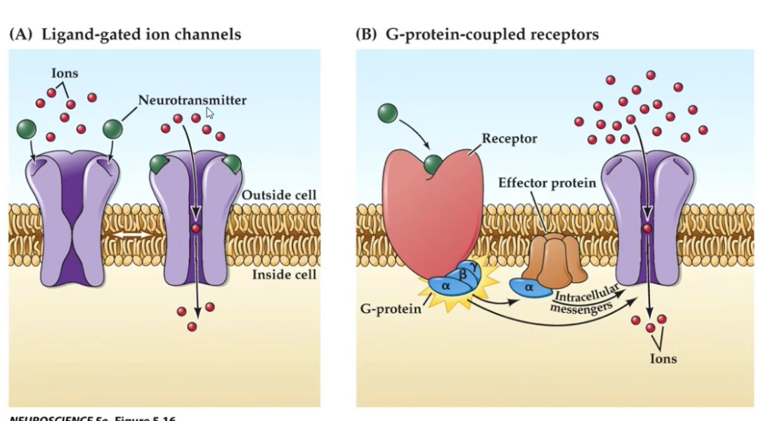 <p><span>1.	GABA_A — Ionotropic, ligand-gated Cl⁻ channel.</span></p><p class="p1"></p><p class="p1"><span>2.	GABA_B — Metabotropic, GPCR, Gi/o-coupled.</span></p>