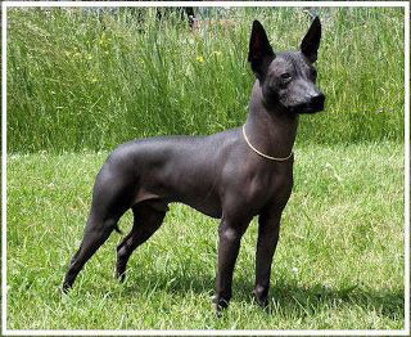 <p>Mexican hairless dog; spirit guide</p>