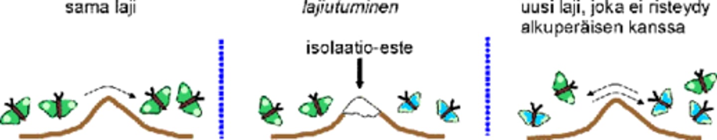 <p>Eri populaatioiden yksilöt eivät pääse tai pysty risteytymään keskenään. Esim välimatka, populaatiot ovat jo eriytyneet geneettisesti tai eri alueiden populaatiot lisääntyvät eri aikaan.</p>