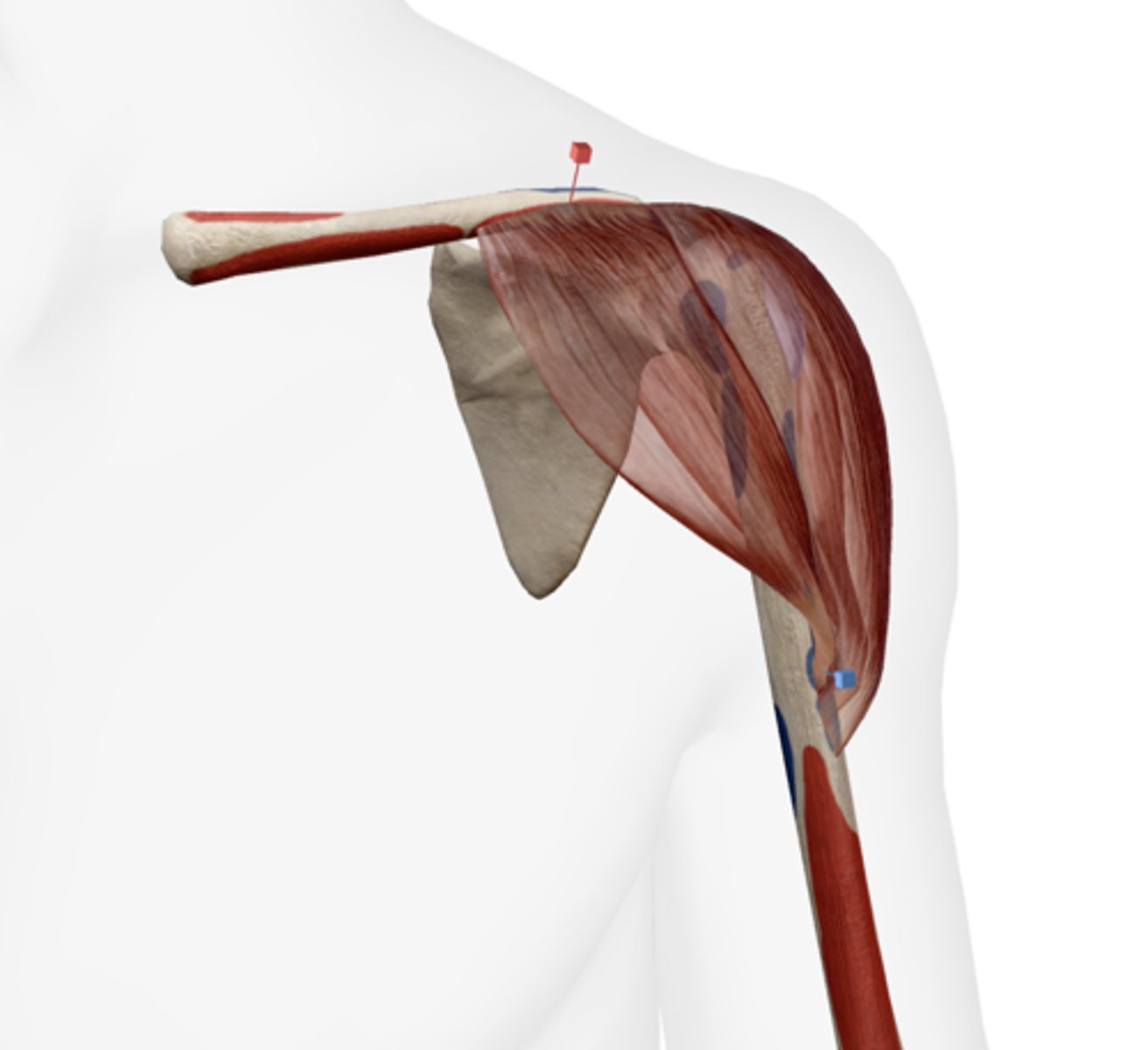 <p>Deltoid tuberosity of the humerus.</p>