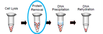 <ol start="2"><li><p>DNA extraction Step 2: Protein Removal</p></li></ol><p></p>