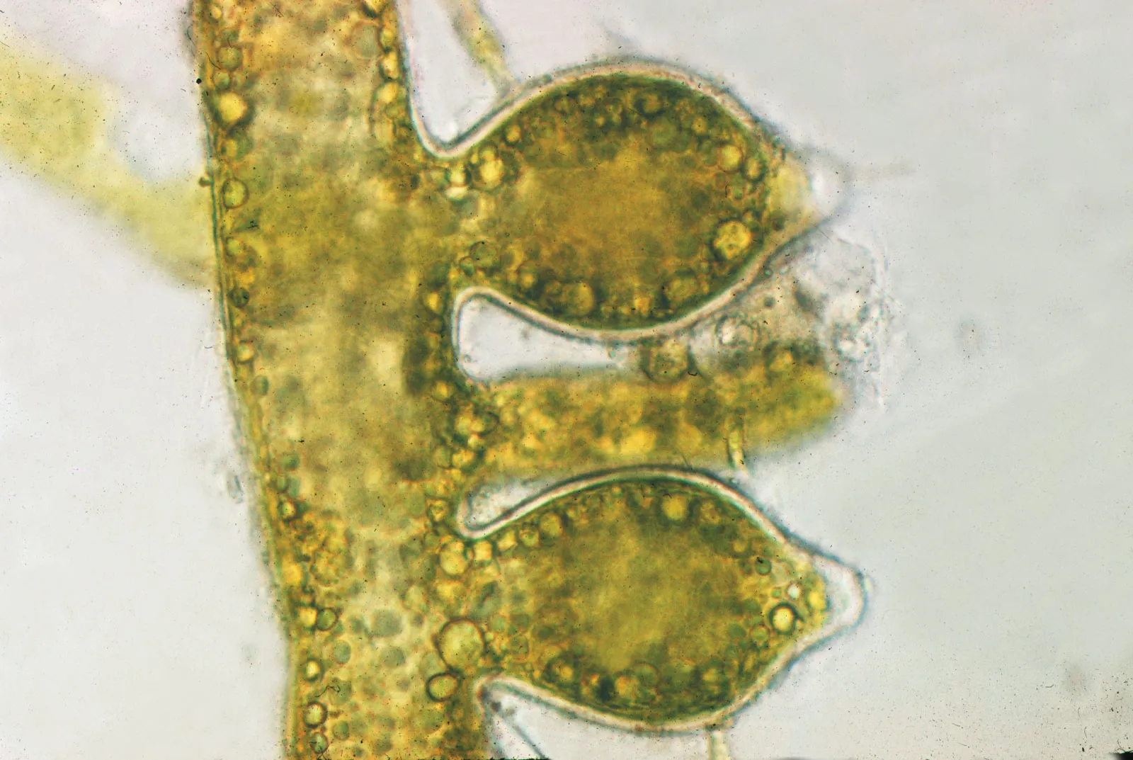 <p>Vaucheria</p><p>xanthophyta</p><p>yellow-green (xanthophyll pigments)</p><p>branched, filamentous, tube-like thallus</p><p>coenocytic, aseptate thallus</p><p>sessile; motile zoospores and antherozoids</p><p><span>reserve food in the form of oil droplets, differing from the starch typical of other algae</span></p>