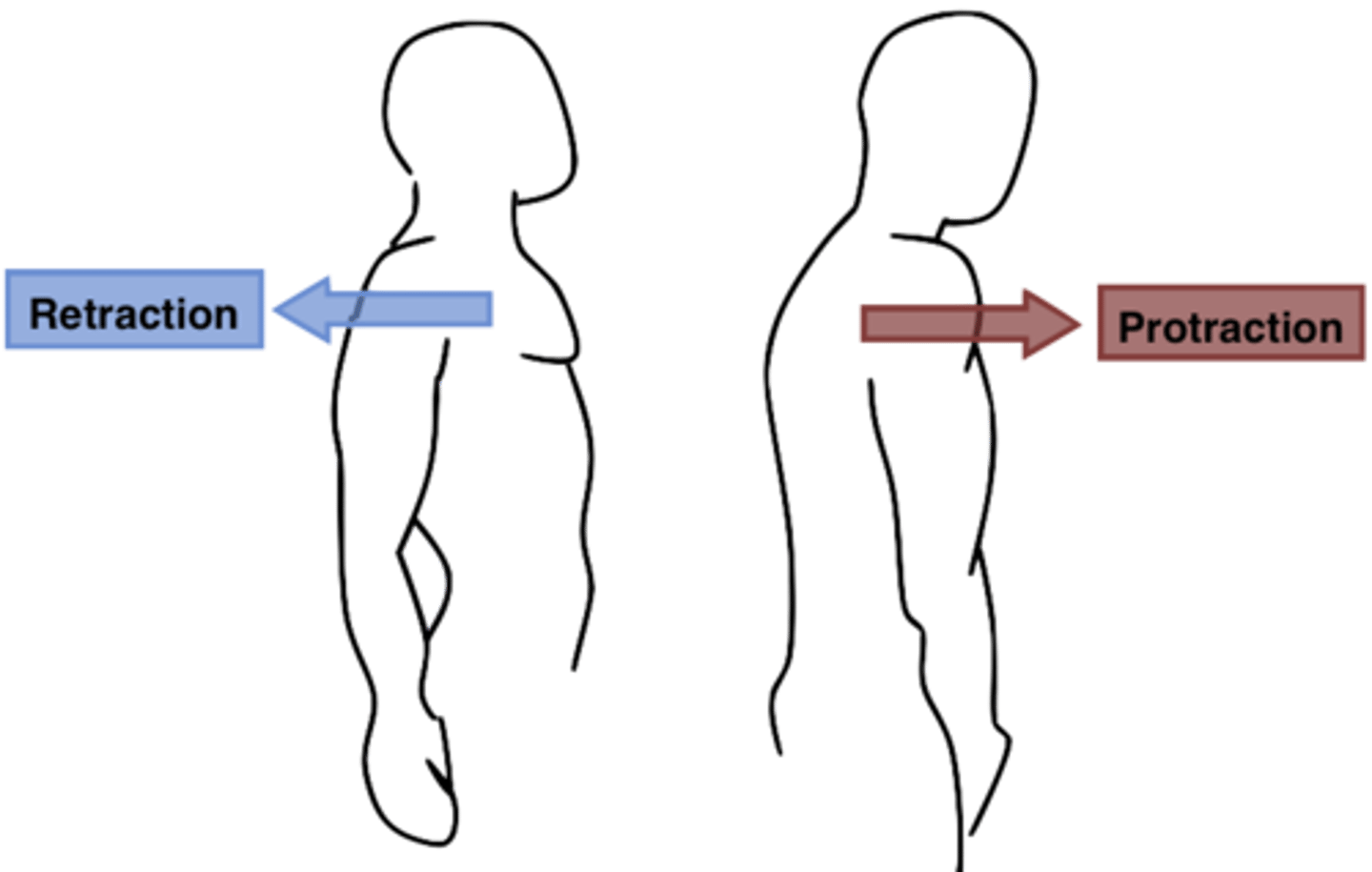 <p>the anterior movement of a body part in the transverse (horizontal) plane</p>